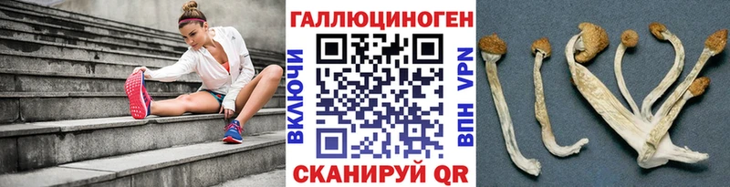 купить закладку  Сосновоборск  Псилоцибиновые грибы мицелий 